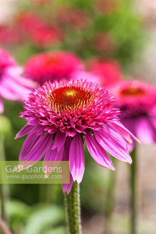 Echinacea 'Catharina Red'