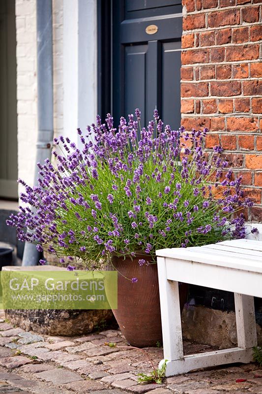 Lavandula angustifolia in a glazed pot at the entrance.