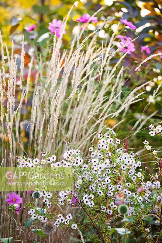 Aster ericoides and Calamagrostis acutiflora 'Karl Foerster'