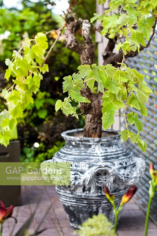 Grapevine planted in decorative urn.