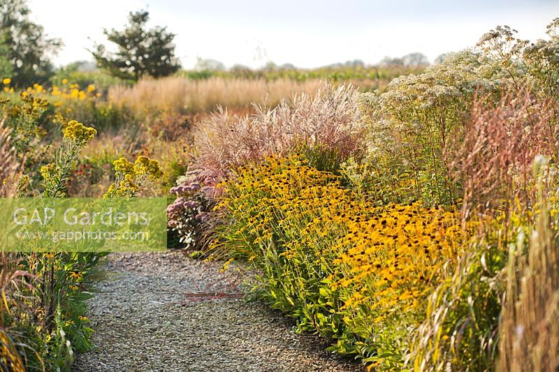 Late summer borders with a gravel path leading through. Planting includes Rudbeckia fulgida var. deamii, Aster umbellatus and Miscanthus sinensis 'Ferner Osten'.