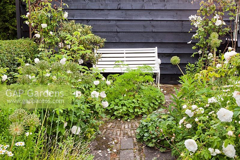 White themed borders with Rosa 'Blanche fleur', Rosa 'Madame Legras de St. Germain', Alliums and Geraniums - Hetty van Baalen garden, Netherlands