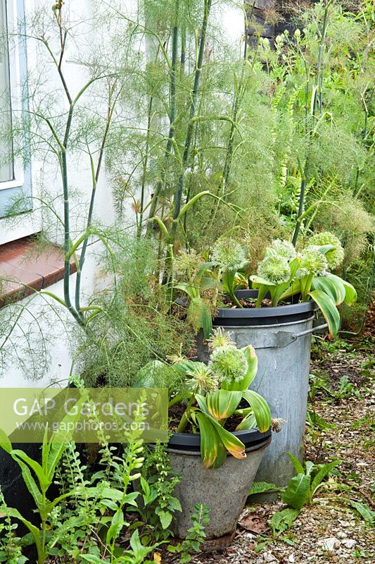 Allium karataviense 'Ivory Queen' and Foeniculum vulgare 'Purpureum' in containers. Hetty van Baalen garden, The Netherlands