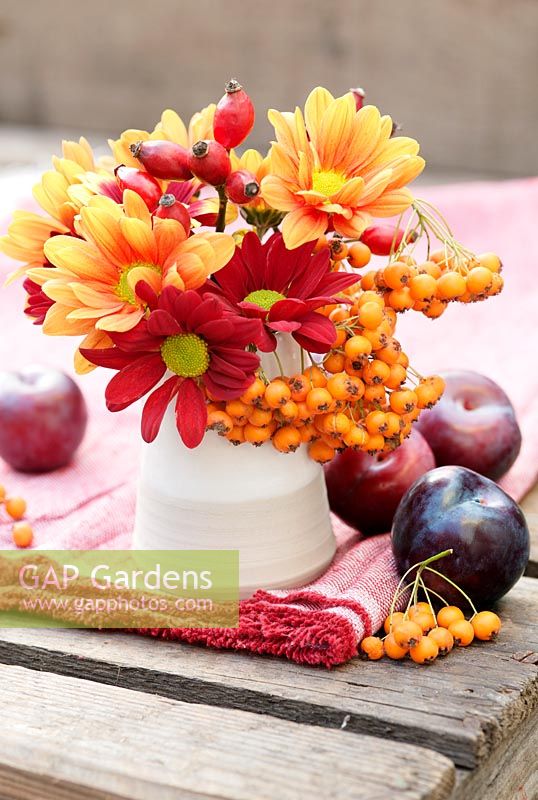 Autumnal display with Chrysanthemums in reds, yellows and oranges, rosehips and orange Pyracantha berries on a table with plums