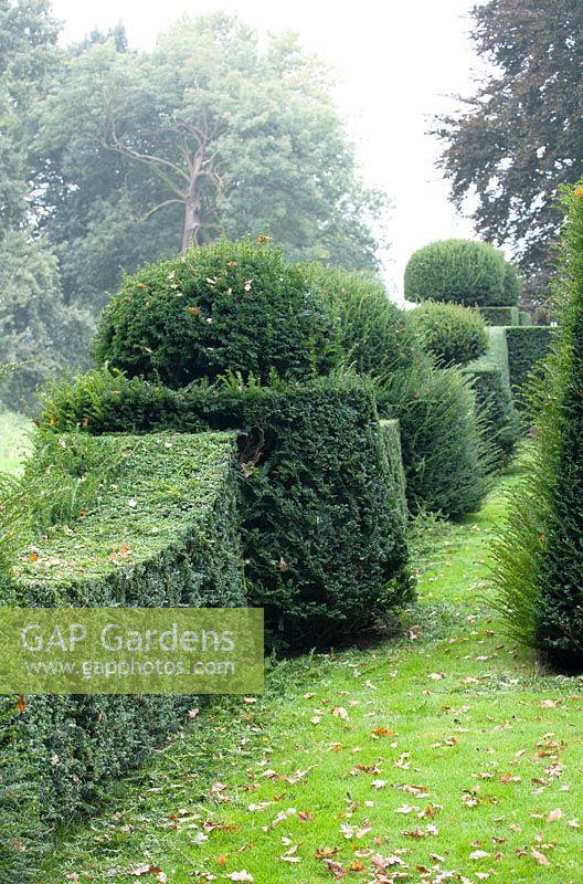 Centuries-old Yew topiary to be pruned.