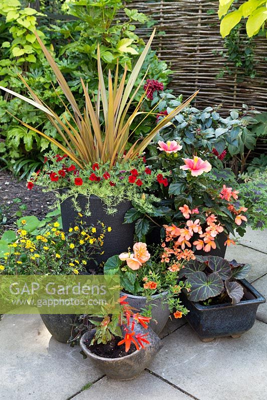 Group of exotic planted containers - Phrormium with Calibrachoa, Hibiscus, Cerstrum and Scented Pelargonium plus various Begonias