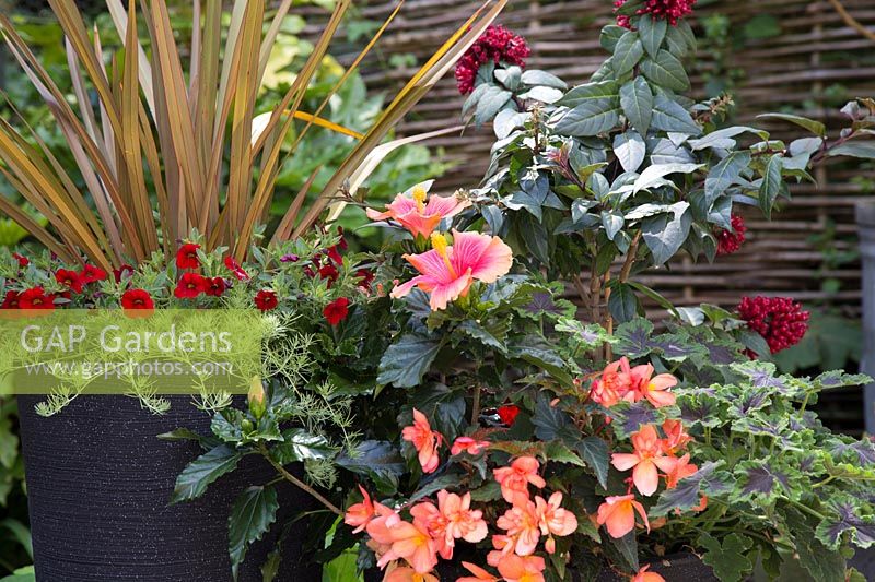 Group of exotic planted containers - Phrormium with Calibrachoa, Hibiscus, Cerstrum and Scented Pelargonium plus various Begonias