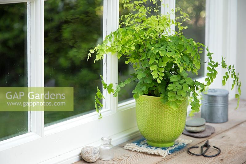 Adiantum - Maidenhair Fern in lime green glazed pot on windowsill