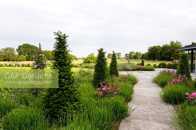 Knautia macedonica, Rosa 'Madame Isaac Periere', Rosa 'Louise Odier' and Taxus baccata bordering a path