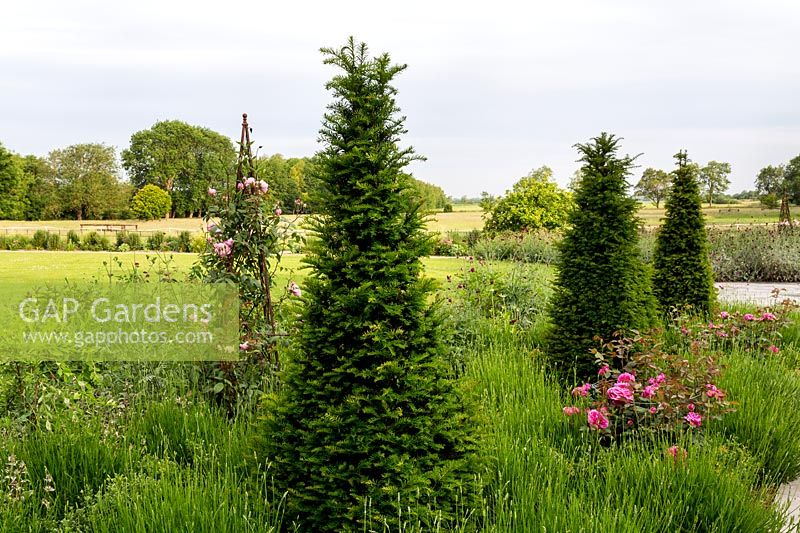 Knautia macedonica, Rosa 'Louise Odier', Taxus baccata and Rosa 'Madame Isaac Periere' on obelisk