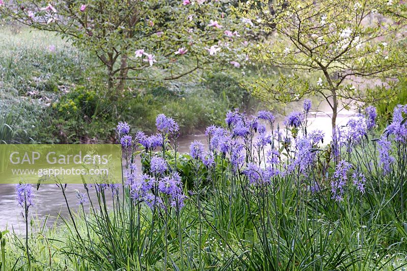 Camassias on the banks of the River Avon at Heale House in Wiltshire on a frosty April morning