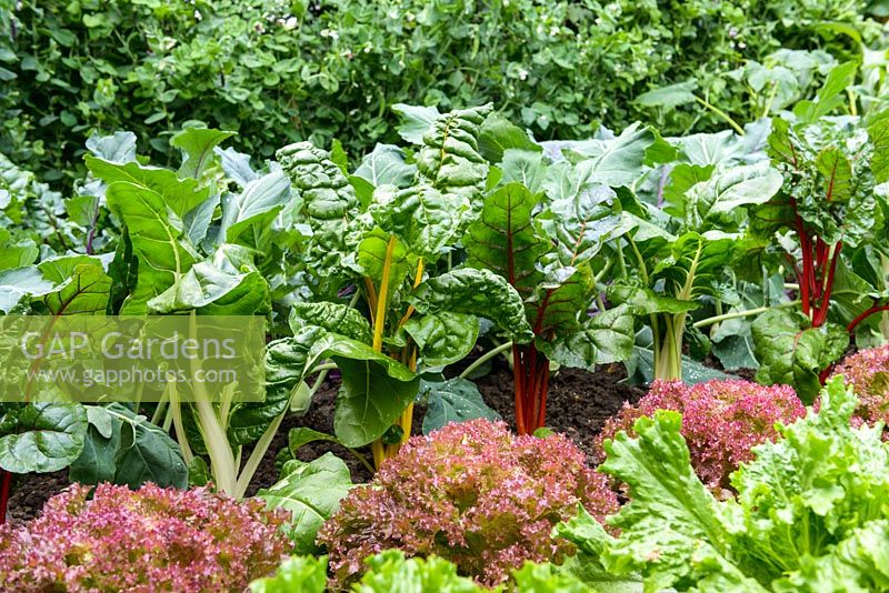 The Chris Evans Taste Garden - Rows of Chard with Lettuce 'Lollo Rossa' - RHS Chelsea Flower Show 2017 