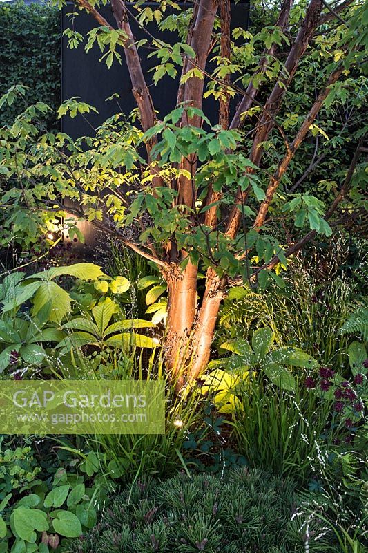 The Jeremy Vine Texture Garden - Illuminated bark of Acer griseum  syn. Acer nikoense Maxim. var. griseum Franchbark at night - RHS Chelsea Flower Show 2017