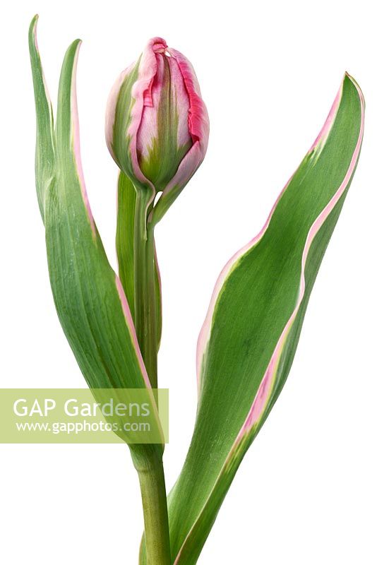 Tulipa  'Eternal Flame'  - Tulip