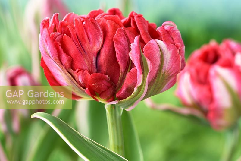 Tulipa  'Eternal Flame'  - Tulip  Double Early Group
