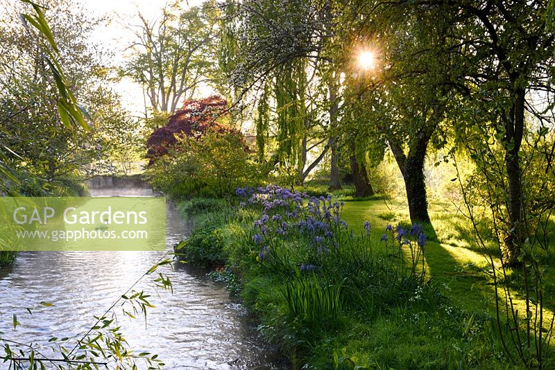 Trees underplanted with camassias beside a tributary of the River Avon at Heale House, Middle Woodford, Wiltshire on a frosty April morning