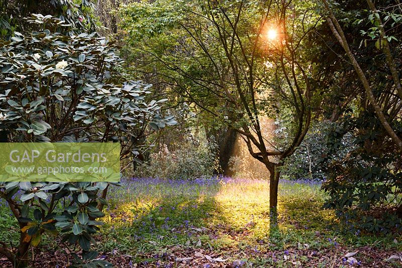 Morning sun breaks through flowering trees and shrubs in a sea of bluebells at Tregrehan Gardens