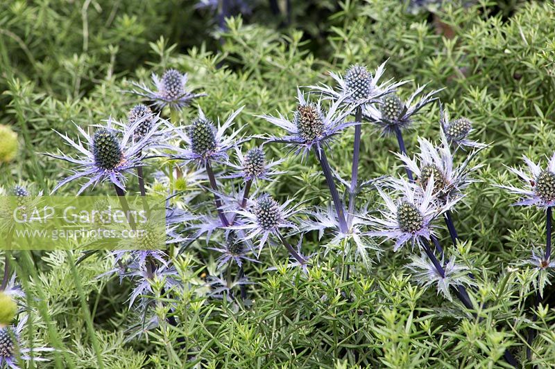 Eryngium bourgatii 'Picos Blue'