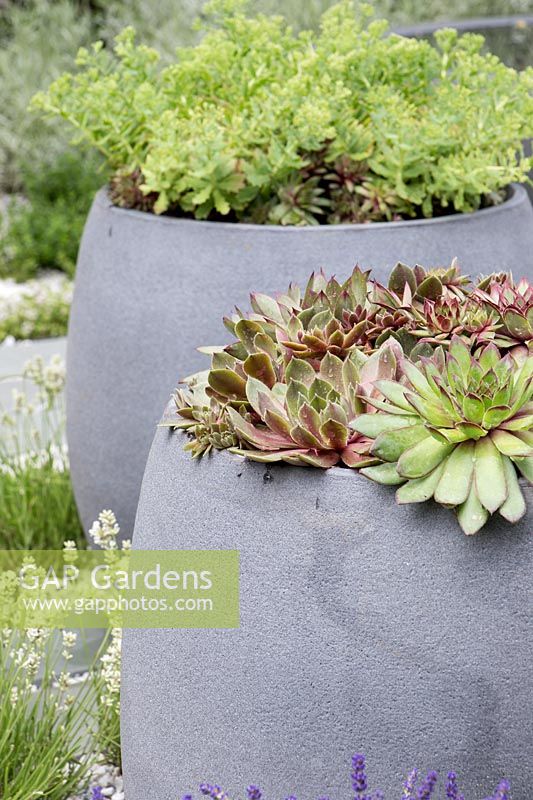 Sempervivum in modern grey concrete pot on stone paving slabs. Healing Urban Garden - Hampton Court Flower Show 2015