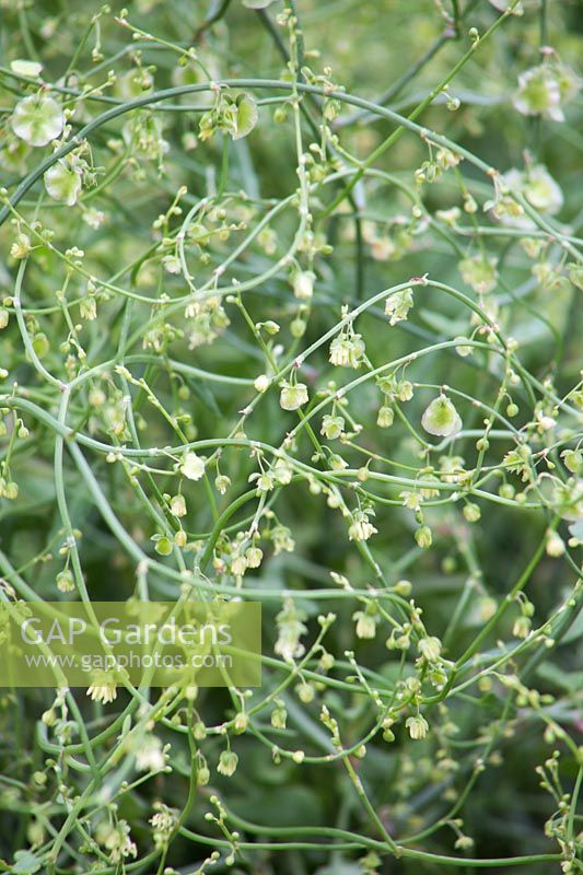 Rumex scutatus