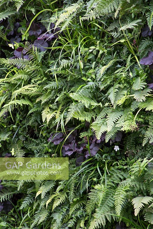 Living wall planting of Heuchera 'Obsidian', Athyrium filix-femina - The Wellbeing of Women Garden - RHS Hampton Court Flower Show 2015