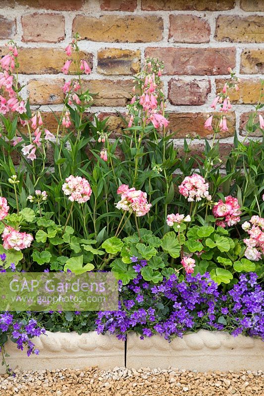 Victorian bedding - Campanula, Pelargonium and Penstemon in A Growing Obsession, Hampton Court Flower Show 2015