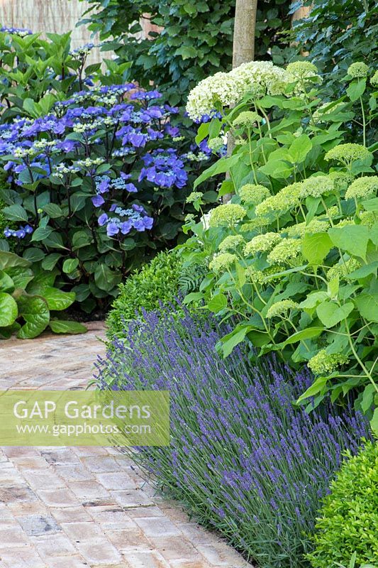 Lavandula, Hydrangea macrophylla 'Zorro', Buxus and Hydrangea arborescens 'Annabelle' bordering brick pathway - Squire's Garden Centres: Urban Oasis garden - Hampton Court Flower Show 2015