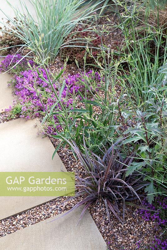 Stepping stone path with gravel and dry planting including Thymusm Verbena and ornamental grasses - RHS Hampton Court Flower Show 2015.