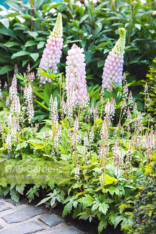 Border with Tierella 'Sky Rocket' and Lupinus 'Blossom' - The Sir Simon Milton Foundation Garden: '500 years of Covent Garden' - RHS Chelsea Flower Show 2017 - Designer: Lee Bestall - Sponsor: Capco Covent Garden