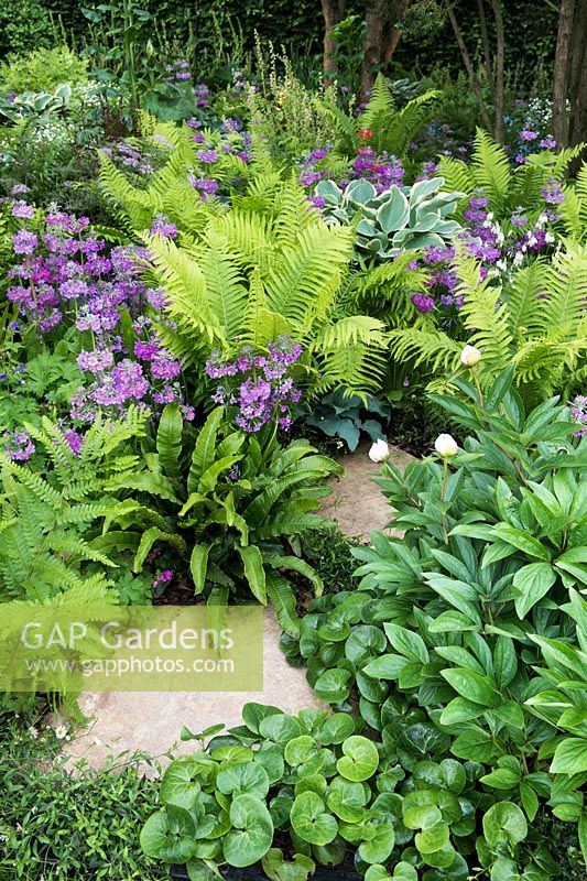 Path surrounded by shade loving ferns - Matteuccia struthiopteris, Primula beesiana, Cyrtomium falcatum, Osmunda regalis, Asplenium scolopendrium, Asarum europaeum, Paeonia lactiflora 'Krinkled White' - Peony - The Stonemasons Garden - RHS Chelsea flower show 2017 - Designer: Chris Beardshaw - Sponsor: Morgan Stanley
