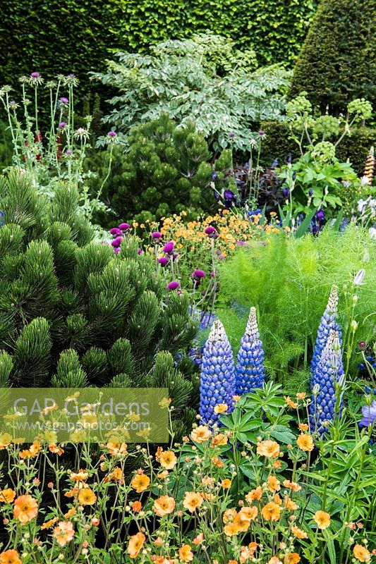 Flower bed with Pinus leucodermis 'Nana' , Cirsium 'Trevors Blue Wonder', Lupinus 'Persian Slipper', Geum 'Totally Tangerine' - The Stonemasons Garden - RHS Chelsea flower show 2017 - Designer: Chris Beardshaw - Sponsor: Morgan Stanley
