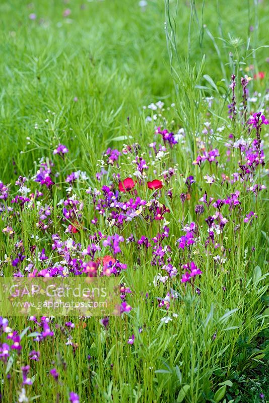 Annual flowers in meadow including Linaria maroccana 'Sweeties' and scarlet flax, Linum grandiflorum 'Rubrum' at RHS Harlow Carr in July