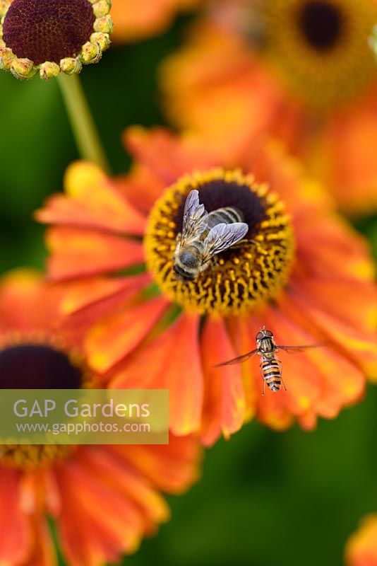 Bees and hoverflies on Helenium 'Waltraut'