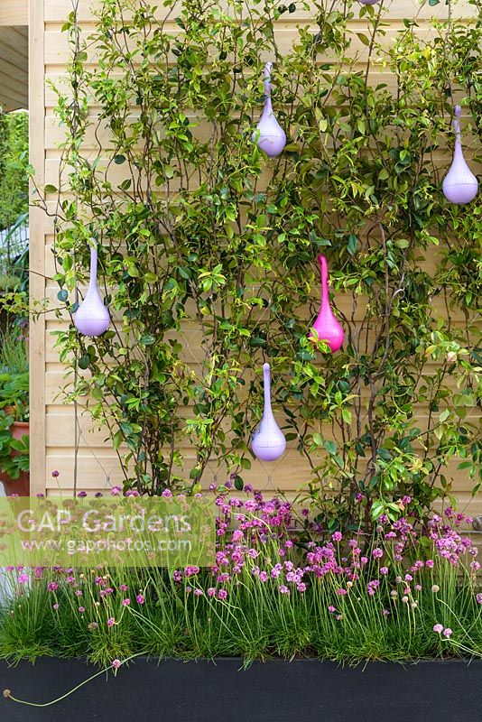 THe Greening Grey Britain Garden - Belightful Butterfly Oasis on a wall with climber   - RHS Chelsea Flower Show 2017