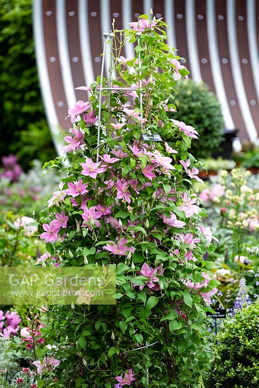 The 'Spring' by Hillier garden, Clematis 'Sally' on obelisk - RHS Chelsea Flower Show 2017