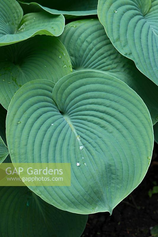 Hosta sieboldiana var. elegans