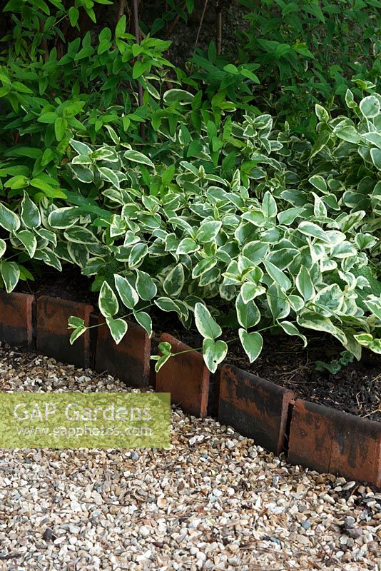 Reclaimed peg tiles interlinked to form edging beside gravel path. Vinca major 'Variegata'. Bob and Sue Foulser, Cerne Abbas, Dorset.