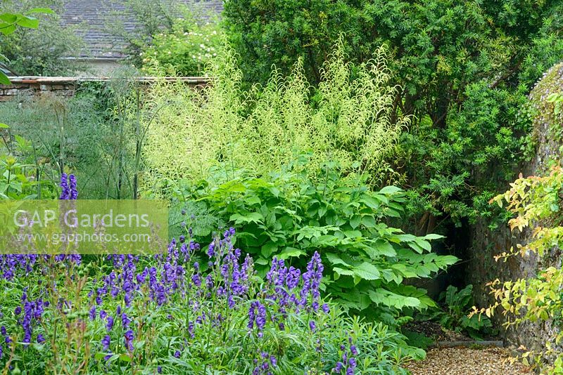 Mixed bed with Aruncus dioicus, aconitum and bronze fennel.  