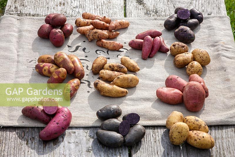 Traditional potato varieties - 'Mayan Twilight', 'Rode Erstling', 'Blauer Schwede', 'DesirÃ©e', 'Rosemarie', 'Rote Emmalie'  and 'Violetta'
