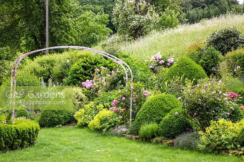Rose garden with shrub roses, clipped box, perennials and a rose arch  over a lawn. Plants include Alchemilla mollis, Buxus, Delphinium, Lavandula, Paeonia, Rosa 'Mme Ernest Calvat' and Rosa 'Sangerhausen'
