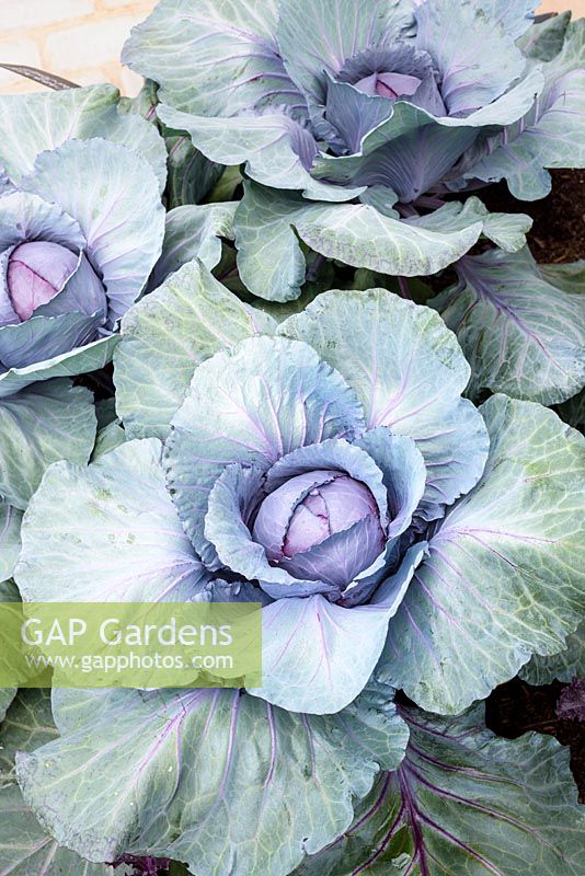 Red Cabbage - Brassica olercea 'Red Drumhead'- RHS Hampton Court  Flower Show 2017, - RHS Kitchen Garden - Designer:Juliet Sargeant - Builder:Sandstone Design