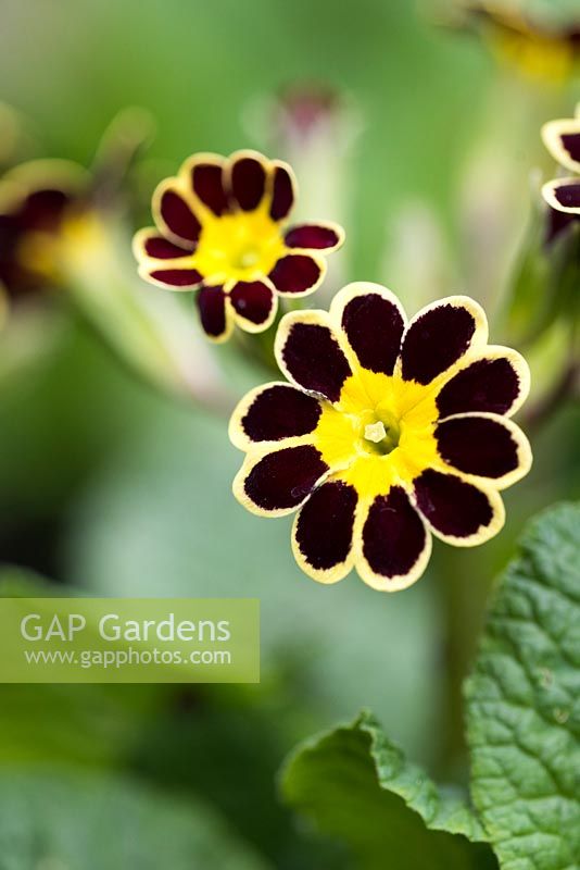 Primula gold-laced, black-flowered