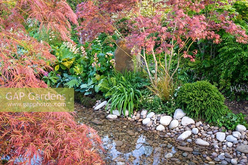 Detail of Japanese style garden with Acer palmatum, ferns and shrubs by stony edge of pons- 'At One With...A Meditation Garden' - Howle Hill Nursery, RHS Malvern Spring Festival 2017