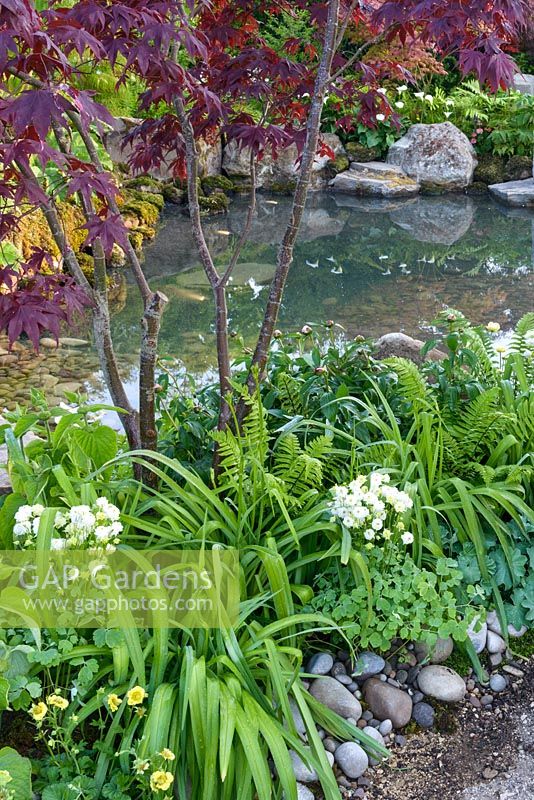 Japanese style garden with sunken circular area with Acer palmatum, ferns, Aquilegia  'Nora Barlow' and Saxifraga urbinum by large pool - 'At One With...A Meditation Garden' - Howle Hill Nursery, RHS Malvern Spring Festival 2017 - Design: Peter Dowle