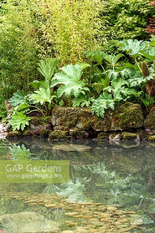 Detail of Japanese style garden with bamboo  Phyllostachys aurea and Gunnera manicata surrounding large pond - 'At One With...A Meditation Garden' - Howle Hill Nursery, RHS Malvern Spring Festival 2017 