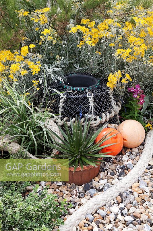 Coastal plants  including Cineraria 'Silver Dust',   decorated with lobster pot, floats and maritime rope. Small Yucca in pot on pebbles.