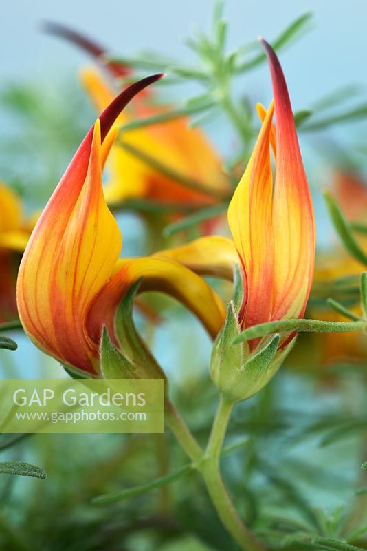 Lotus maculatus  'Gold Flame' - Pico de Paloma  Parrot's beak  May