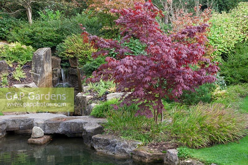 Japanese style pond,  waterfall,Acer 'Bloodgood' underplanted with  Hakonechloa macra by waters edge. Stone outcrops, Lonicera nitida drifts - Brightling Down Farm