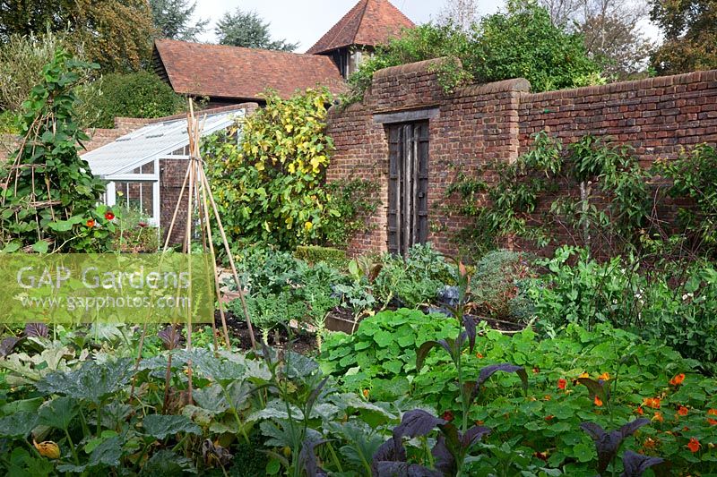 Walled kitchen garden  in October. Lean to greenhouse and old oak door. Self seeded Nasturtiums  tumble over the raised beds while late crops of Courgettes, Mustard leaves, Runner Beans and Kale abound.  A Fig clothes the wall - Brightling Down Farm