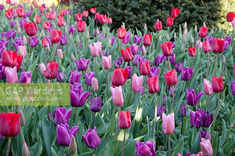 Tulipa 'Daily News' mix, including Tulipa 'Passionale', Tulipa 'Mistress', Tulipa 'Paul Scherer', and Tulipa 'Bastogne' at Arundel Castle, Sussex in spring. Head Gardener: Martin Duncan